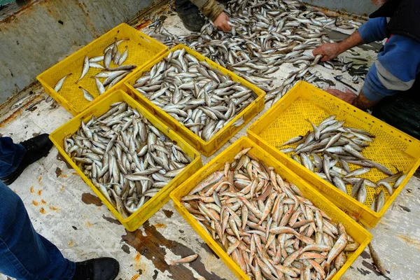 渔船甲板上的鱼 商业的鱼 从海上拖曳 不同的类型 需要分类 格鲁吉亚 — 图库照片