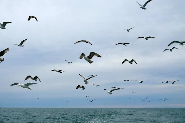 Diferentes Tipos Gaivotas Céu Pássaros Voam Atrás Barco Pesca Animais — Fotografia de Stock