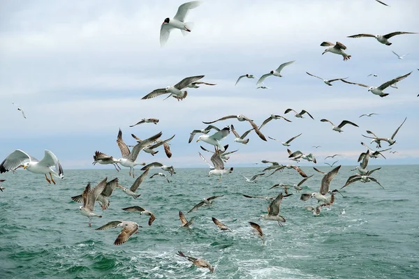 Different types of seagulls in the sky. Birds fly behind a fishing boat. Animals catch small fish. Black Sea. Spring, day, overcast.