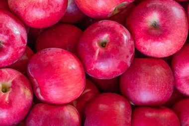 Kutuda çok renkli elmalar var. Piyasada mahsul satmak. Doğal, sağlıklı, vitamin zengini gıdalar. Sağlığa iyi gelir. Çeşitli elma türleri: sarı, kırmızı, yeşil, çeşitli, noktalı.