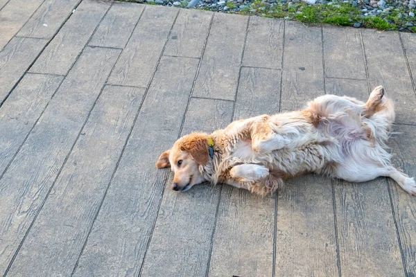 Sokak köpeği bulvarda yatıyor. Gürcistan 'ın Batumi kenti. Yerel yetkililer hayvanları kaydediyor, kayıt tutuyor. Yerel halk köpekleri besliyor.