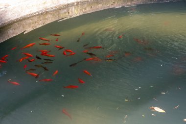 Havuzda renkli balıklar var. Mavi suda kırmızı ve siyah balıklar. Yaz. İyi günler. Georgia.
