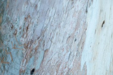 Ağaçların, dalların, kabukların, yaprakların soyut arkaplanı. Bitki örtüsünün dokuları, bitki örtüsü. Botanik Bahçesi. Georgia.