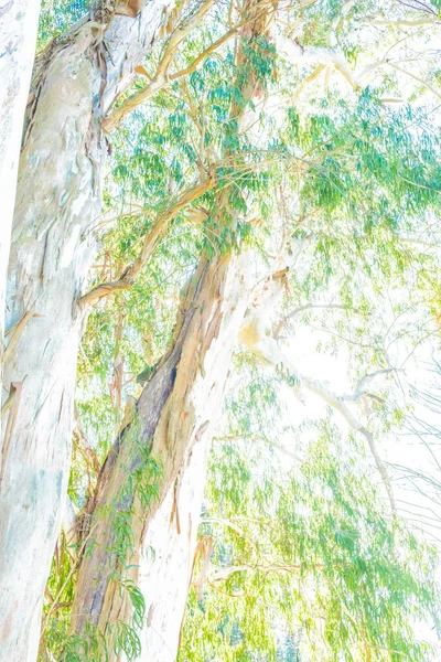 葉の抽象的な背景 動物からのテキスタイルの背景 植物園 ジョージア — ストック写真
