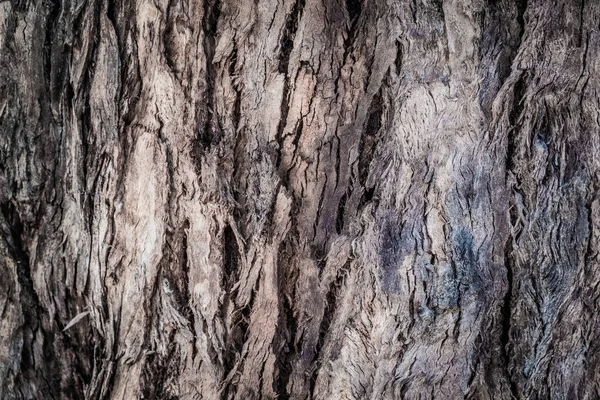 Sfondo Astratto Alberi Rami Corteccia Foglie Sfondo Textural Vegetazione Fauna — Foto Stock