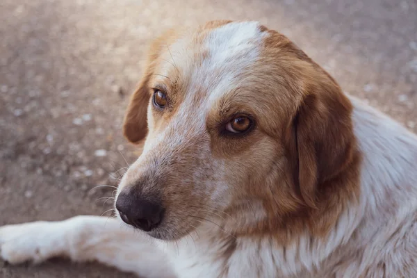 Homeless dog on the road. In the ears of the chip, received a vaccine against rabies. Evening. Sunny. Georgia.