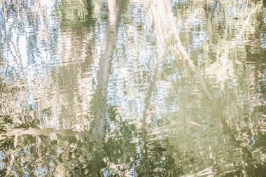 Ağaçların, dalların, kabukların, yaprakların soyut arkaplanı. Bitki örtüsünün dokuları, bitki örtüsü. Botanik Bahçesi. Georgia.