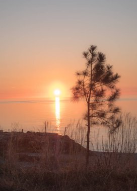 Karadeniz 'de gün batımı. Akşam denizi ve gökyüzünün arka planında çam ağacı. İyi akşamlar. Georgia.