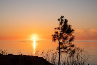Karadeniz 'de gün batımı. Akşam denizi ve gökyüzünün arka planında çam ağacı. İyi akşamlar. Georgia.