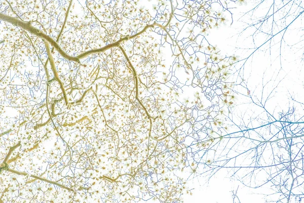 나무껍질 동물상으로부터의 문화적 식물원 그루지야 — 스톡 사진