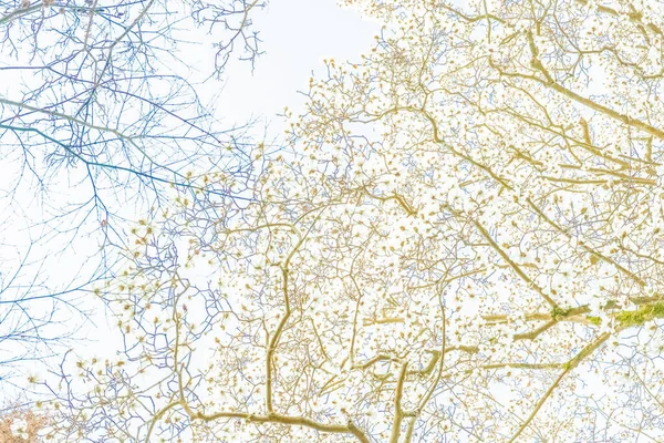 Abstraktní Pozadí Stromů Větví Kůry Listí Strukturální Zázemí Vegetace Fauny Stock Fotografie
