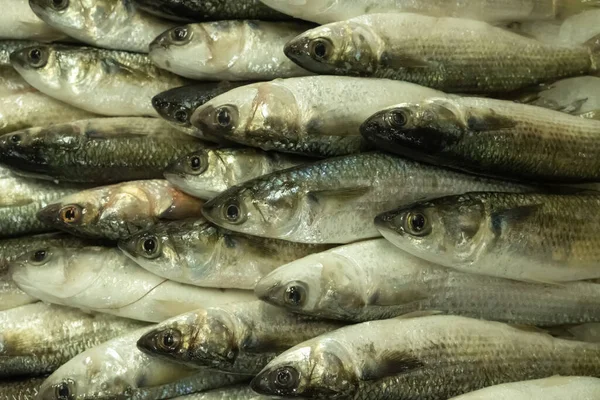 Seehecht Einer Kiste Auf Einem Fischmarkt Verkauf Von Frischen Lebensmitteln — Stockfoto