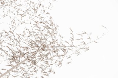 Bitki dallarının siluetlerinin arka planı. Tahtadan, bambudan, okaliptüsten yapılmış duvar kağıdı..