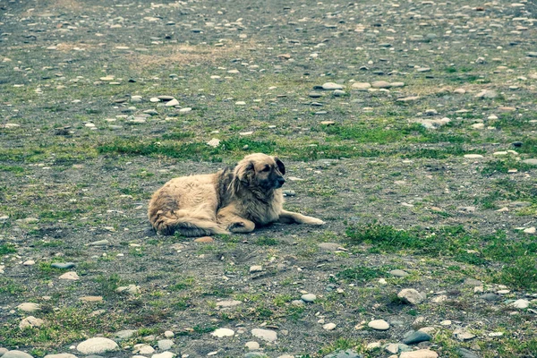 Obdachlose Hunde Auf Den Straßen Der Stadt Tiere Suchen Nahrung — Stockfoto