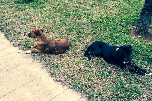 Perros Sin Hogar Las Calles Ciudad Los Animales Están Buscando —  Fotos de Stock