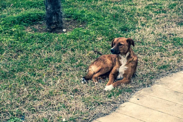 Perros Sin Hogar Las Calles Ciudad Los Animales Están Buscando —  Fotos de Stock