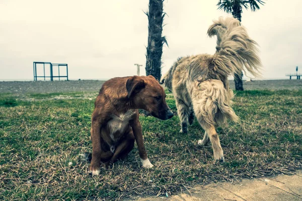 Perros Sin Hogar Las Calles Ciudad Los Animales Están Buscando —  Fotos de Stock