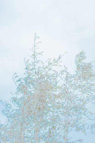 배경은 가지의 실루엣이다 대나무 유칼립투스로 페이퍼 — 스톡 사진
