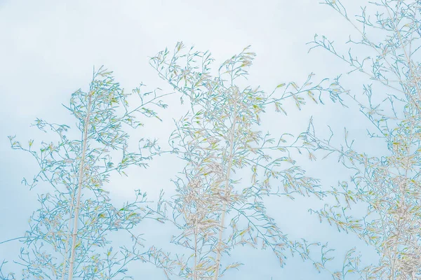 植物の枝のシルエットからの背景 ユーカリ製の壁紙 — ストック写真