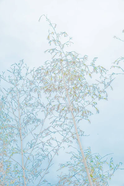 Тло Силуетів Рослинних Гілок Шпалери Дерева Бамбука Евкаліпта — стокове фото