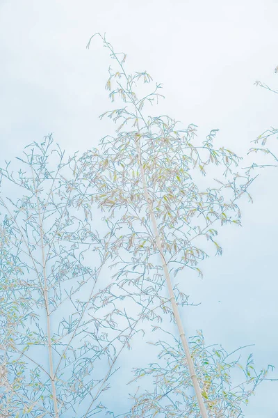 Fundo Silhuetas Ramos Fábrica Papel Parede Feito Madeira Bambu Eucalipto — Fotografia de Stock