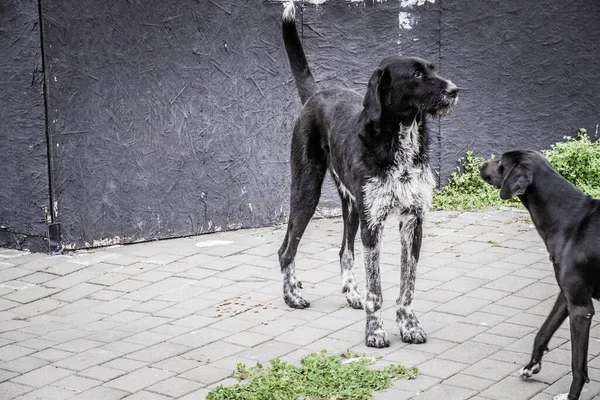 Cani Senzatetto Strade Della Città Gli Animali Sono Alla Ricerca — Foto Stock