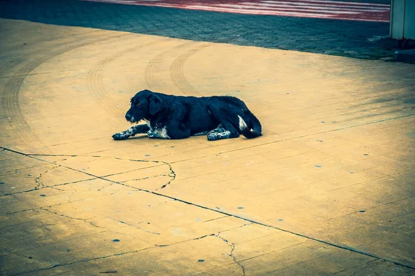 Perros Sin Hogar Las Calles Ciudad Los Animales Están Buscando —  Fotos de Stock