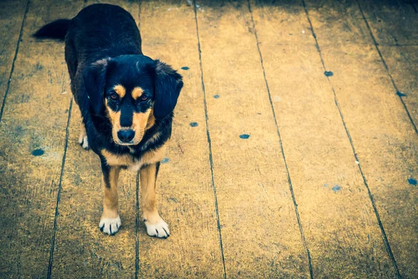 Perros Sin Hogar Las Calles Ciudad Los Animales Están Buscando —  Fotos de Stock