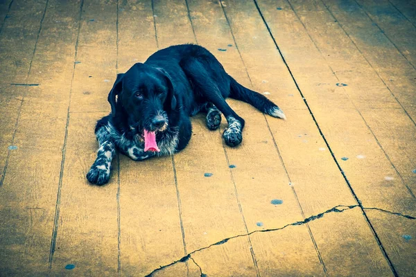 Perros Sin Hogar Las Calles Ciudad Los Animales Están Buscando —  Fotos de Stock