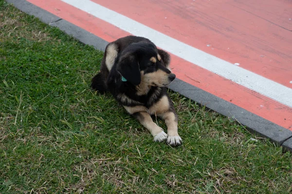 Cani Senzatetto Strade Della Città Gli Animali Sono Alla Ricerca — Foto Stock