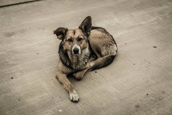 Psi Bez Domova Ulicích Města Zvířata Hledají Potravu Bulváru Leží — Stock fotografie