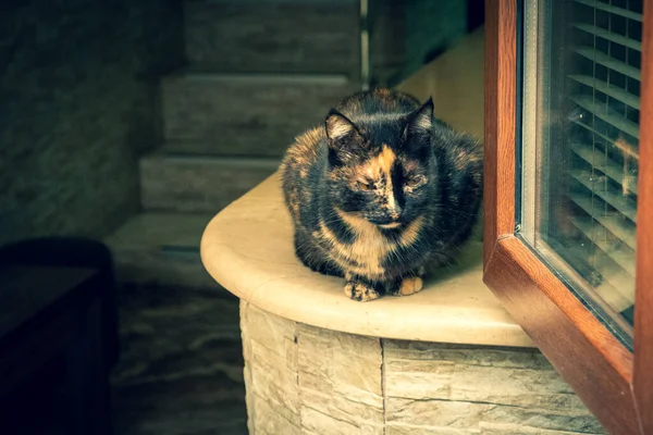 Gato Multicolor Sienta Una Mesa Vista Través Ventana Desde Calle — Foto de Stock