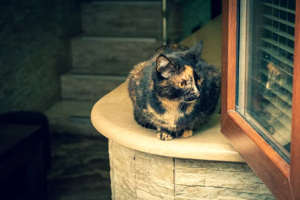 Gato Multicolor Sienta Una Mesa Vista Través Ventana Desde Calle — Foto de Stock