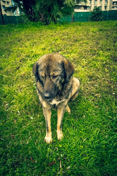 Şehrin Sokaklarında Evsiz Köpekler Hayvanlar Yiyecek Arıyor Sokak Köpeği Bulvarda — Stok fotoğraf