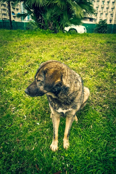 Perros Sin Hogar Las Calles Ciudad Los Animales Están Buscando —  Fotos de Stock