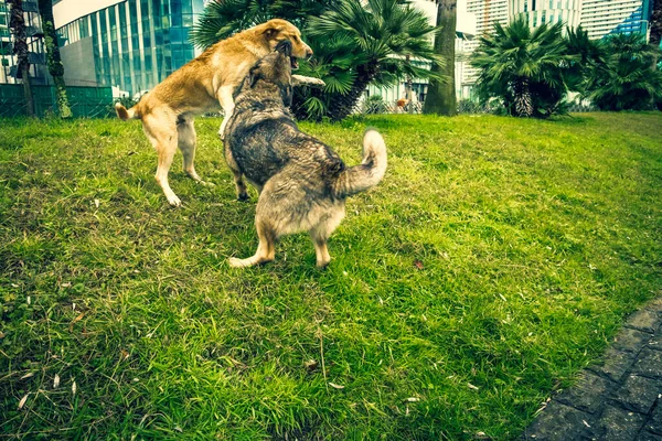 Бездомные Собаки Улицах Города Животные Ищут Еду Бродячая Собака Лежит — стоковое фото