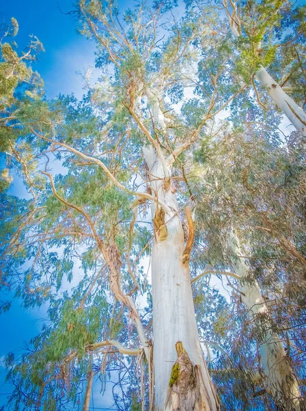 Bakgrund Från Silhuetter Växtgrenar Tapeter Trä Bambu Eukalyptus — Stockfoto