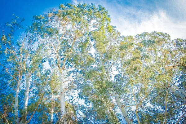 Bitki dallarının siluetlerinin arka planı. Tahtadan, bambudan, okaliptüsten yapılmış duvar kağıdı..