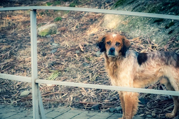 Obdachlose Hunde Auf Den Straßen Der Stadt Tiere Suchen Nahrung — Stockfoto