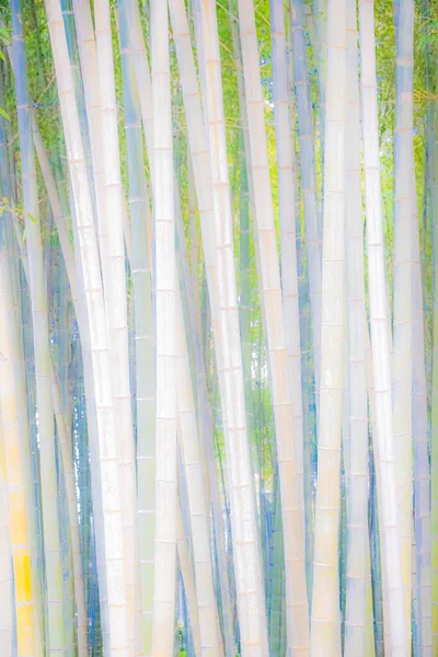 Абстрактний Фон Бамбукових Стовбурів Шпалери Текстури Бамбука Багато Рослин — стокове фото