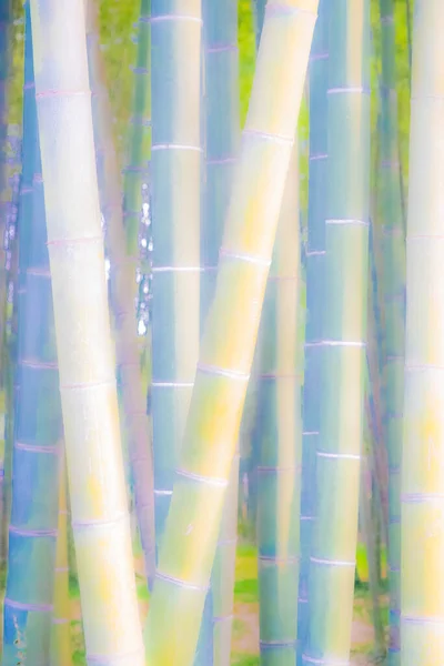 Fundo Abstrato Troncos Bambu Papel Parede Textura Bambu Monte Plantas — Fotografia de Stock