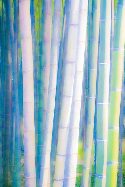 대나무 줄기의 대나무의 질감으로 페이퍼 식물들 — 스톡 사진