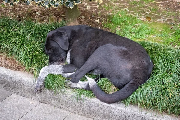 Cani Senzatetto Strade Della Città Gli Animali Sono Alla Ricerca — Foto Stock