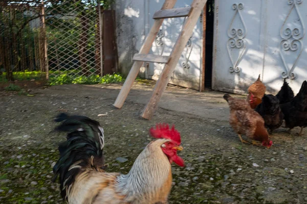 村の家の中庭に鶏と鶏 鳥は食べ物を食べる — ストック写真