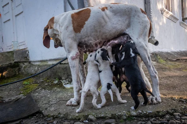 Cane Con Cuccioli Puntatore Inglese Cani Giovani Cuccioli Succhiano Capezzoli — Foto Stock