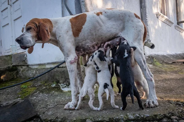 Köpekli köpek yavrusu. İngiliz İşaretçi ve genç köpekler. Yavrular, bir köy evinin avlusunda annenin meme uçlarını yalıyor. Avcı aile..