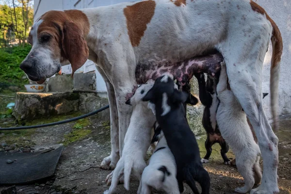 子犬と犬 英語のポインタと若い犬 子犬は母親の乳首 村の家の中庭を吸う 狩猟家 ロイヤリティフリーのストック画像