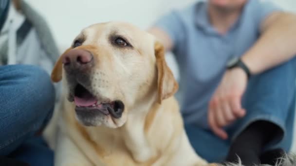 Close-up of Man Petting Labrador Retriever Dog