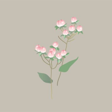 Hypericum pembesi. Çilek. Botanik illüstrasyon. Buketler için bitkiler. Böğürtlenli dal.