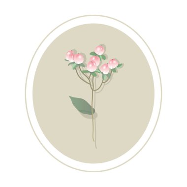 Hypericum pembesi. Çilek. Botanik illüstrasyon. Buketler için bitkiler. Böğürtlenli dal.